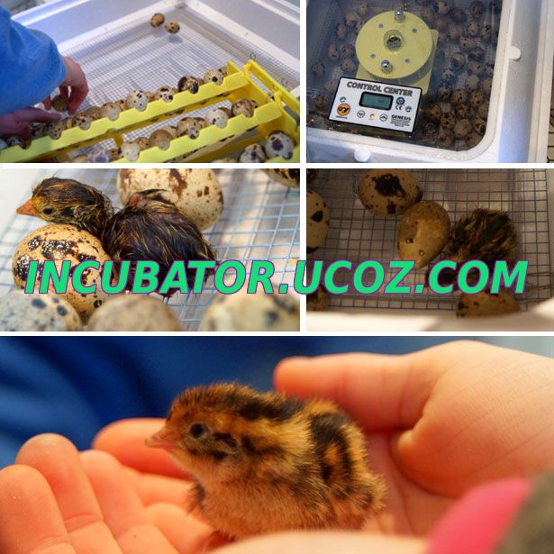 Периоды и температурные режимы инкубации перепелиных яиц в домашних условиях в инкубаторе